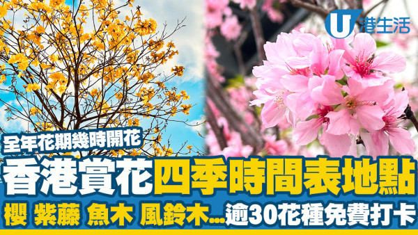 香港賞花攻略｜四季花期全年開花時間表及觀賞地點 逾30品種免費打卡