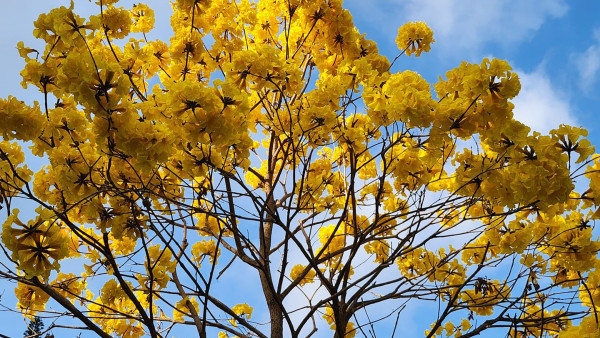 盤點全港6大黃花風鈴木觀賞景點！東涌赤臘角/天水圍公園/南昌公園（附前往交通方式）