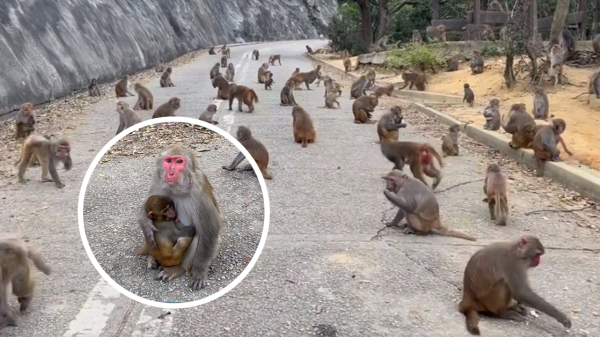 小紅書女行山遇逾百隻馬騮！無懼猴群拍下壯觀景象 附10大注意事項
