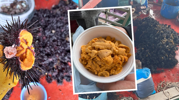 西貢海膽開季！新鮮海膽即開即食賣幾錢？遊客熱捧讚鮮甜