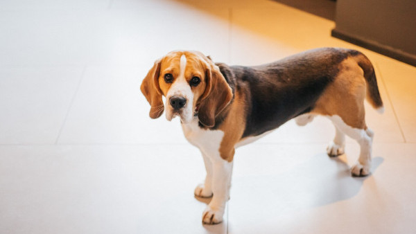 狗狗搭升降機表現驚恐不安？專家教6個步驟訓練汪星人乖乖搭𨋢