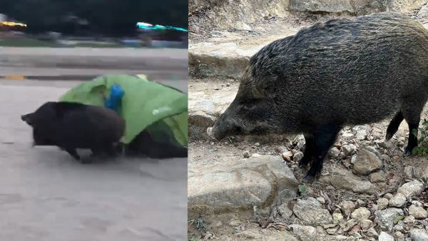 野豬現身鹹田灣沙灘搶帳篷 遊客細思極恐：夜晚打拉鋸戰