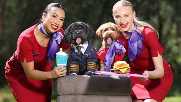 維珍航空宣佈允許攜帶貓狗坐飛機  國內線率先推出！