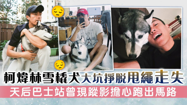 柯煒林雪橇犬大坑掙脫甩繩走失 天后巴士站曾現蹤影擔心跑出馬路
