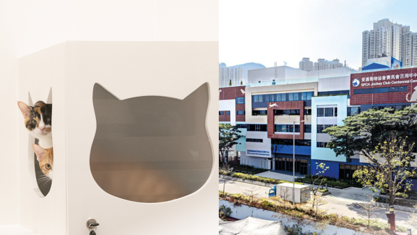 愛協青衣中心獸醫服務9月啟用 寵物留院/手術/物理治療服務