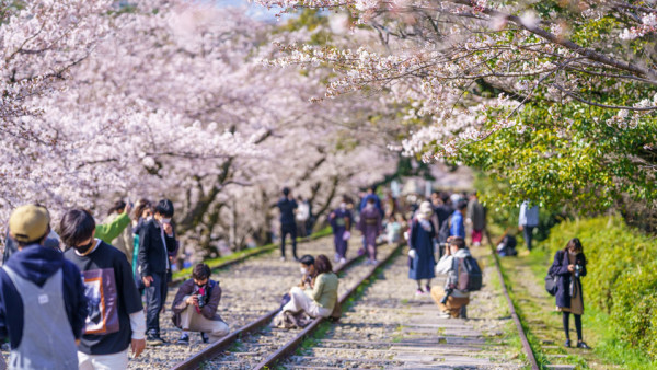 京都櫻花2024｜8大免費賞櫻景點 附一日行程路線圖推介