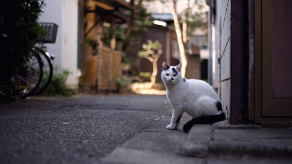 流浪貓︱日本福山市現「毒貓」 政府警告民眾勿亂摸恐致癌