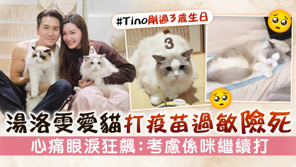 湯洛雯愛貓打疫苗過敏險死　心痛眼淚狂飆：考慮係咪繼續打