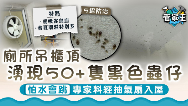 家居害蟲｜廁所吊櫃頂湧現50+隻黑色蟲仔怕水會跳 專家料經抽氣扇入屋