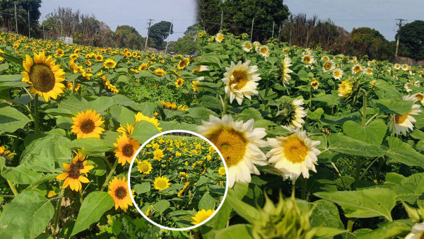 賞花好去處2024｜元朗信芯園太陽花盛開！3大品種花海 獨有香檳色太陽花(花期/交通方法/入場費一覽)