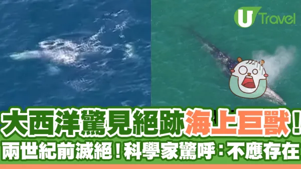 大西洋驚見絕跡兩世紀海上巨獸！科學家大驚：不應存在！