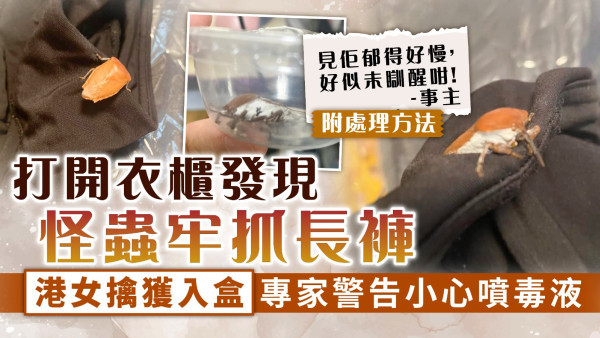 臭蟲入屋｜打開衣櫃發現怪蟲牢抓長褲 港女擒獲入盒 專家警告小心噴毒液【附處理方法】
