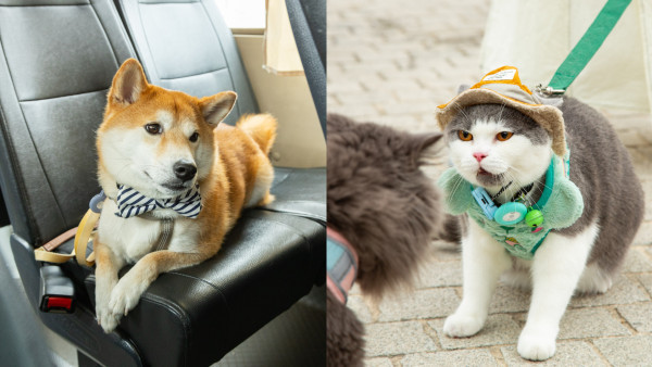 免費寵物乘車日4月回歸！4條路線遊港九新界！帶主子去西九文化區