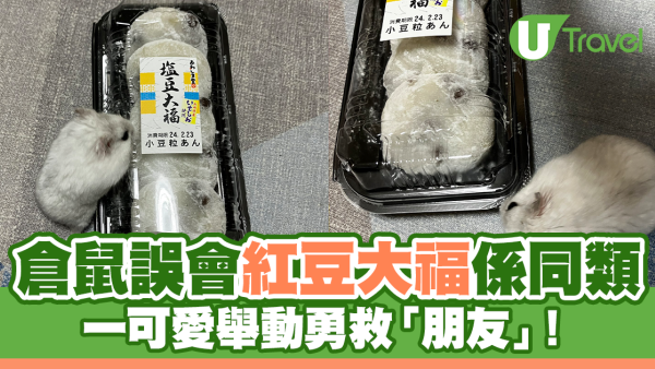 倉鼠誤會紅豆大福係同伴 一可愛舉動勇救朋友！