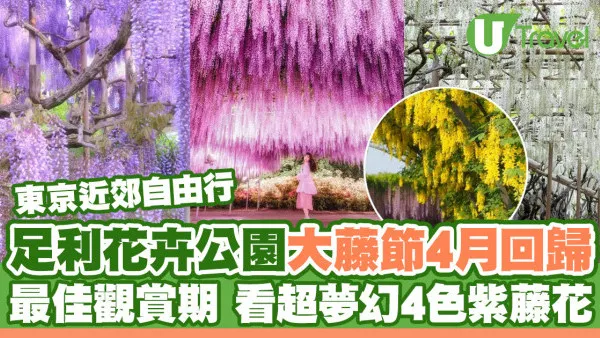 東京近郊足利花卉公園大藤節 超夢幻4色紫藤花｜最佳觀賞期｜購票連結