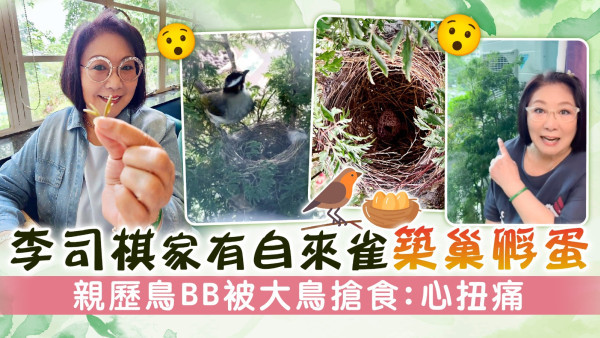 李司棋家有自來雀築巢孵蛋 親歷鳥BB被大鳥搶食：心扭痛