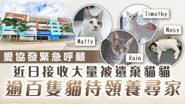 愛協領養｜愛協發緊急呼籲 近日接收大量被遺棄貓貓 逾百隻貓待領養尋家