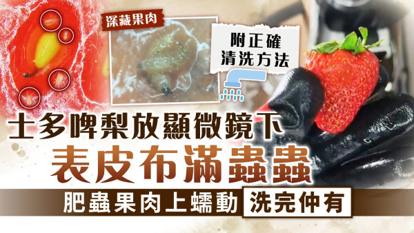 最髒生果｜士多啤梨放顯微鏡下表皮布滿蟲蟲  肥蟲果肉上蠕動洗完仲有【附正確清洗方法】