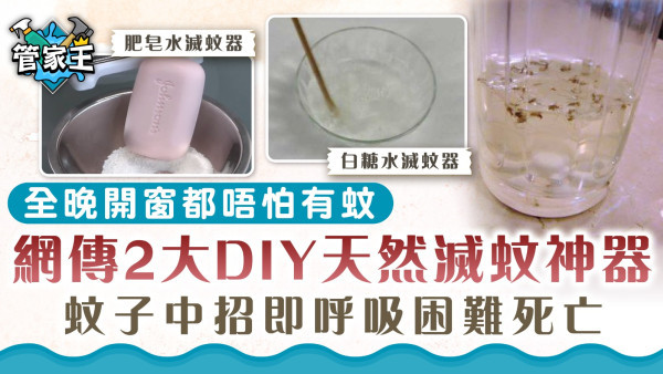 家居滅蚊｜全晚開窗都唔怕有蚊 網傳2大DIY天然滅蚊神器 蚊子中招即呼吸困難死亡