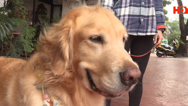 寵物友善政策「不友善」？狗主帶毛孩入餐廳竟有違法風險