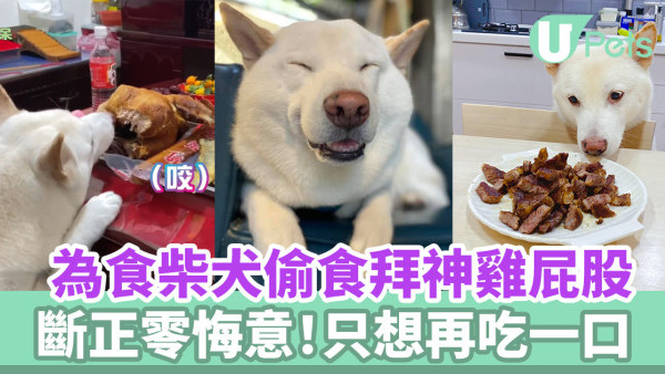 為食柴犬偷食拜神雞屁股 阿嬤教1動作求原諒