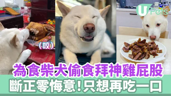 為食柴犬偷食拜神雞屁股 阿嬤教1動作求原諒