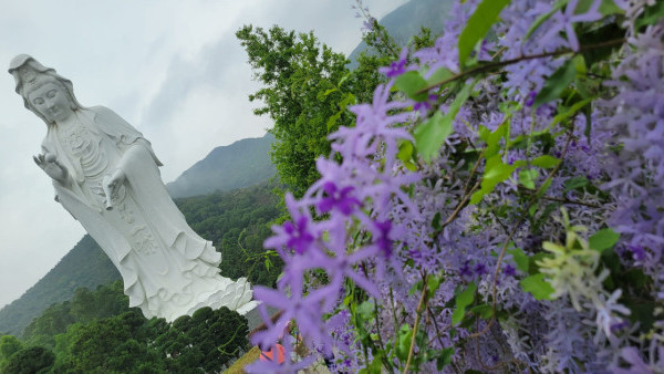 賞花好去處2024︱大埔海濱公園/慈山寺許願藤盛放！猶如進入藍紫色夢幻花廊(附交通方式)
