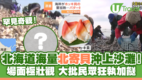 北海道奇觀海量北寄貝沖上沙灘！場面壯觀民眾狂執加餸