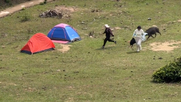 豬追人！遊客塔門露營遭野豬狂追 通山跑足半分鐘靠1招脫險