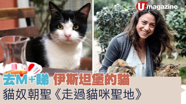 去M+睇 伊斯坦堡的貓 貓奴朝聖《走過貓咪聖地》