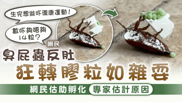 臭屁蟲高峰期｜臭屁蟲反肚狂轉膠粒如雜耍 網民估助孵化 專家估計原因