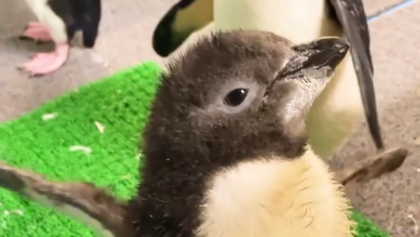 海洋公園紀錄企鵝初次換毛 企鵝期間限定髮型終極曝光