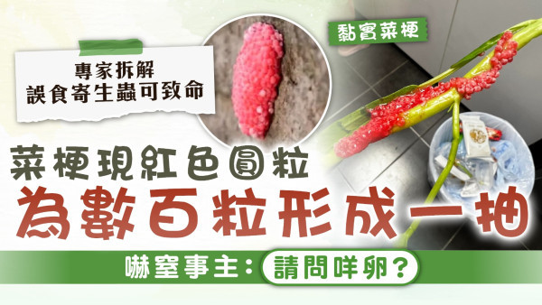 菜有蟲卵｜菜梗現紅色圓粒 為數百粒形成一抽 嚇窒事主：請問咩卵？