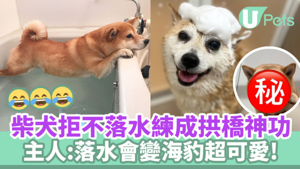 柴犬拒不落水練成拱橋神功／主人：落水會變海豹超可愛！