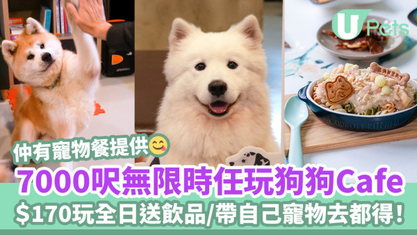 7000呎狗狗Pet-Friendly Café／$170無限時任玩／仲有寵物鮮食餐提供