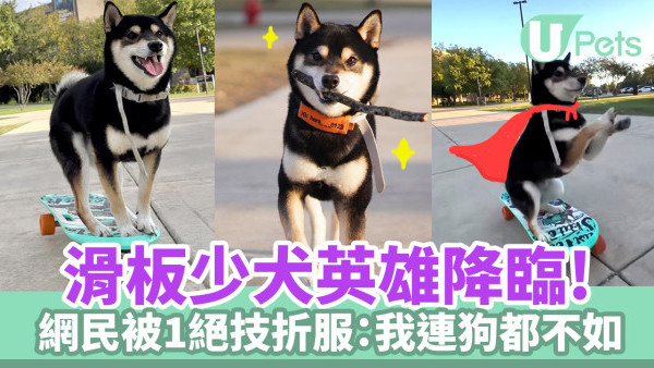 滑板少犬英雄降臨！網民被1絕技折服：我連狗都不如