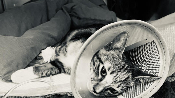 貓貓悲劇｜放養貓被車撞重傷垂危 餐廳嫌貴拒求醫除頸牌撇關係