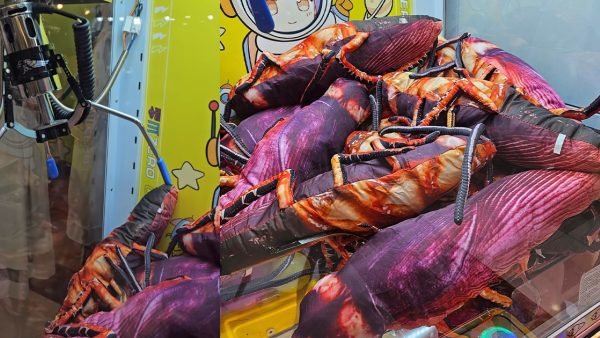 大埔夾公仔機現巨型曱甴攬枕 有人鍾意夾？網民嘩然：好重口味