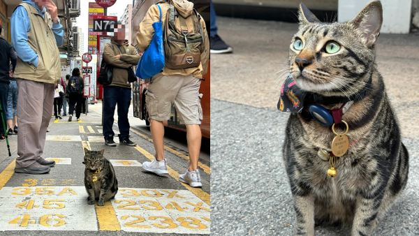旺角明星貓「阻B」疑遭兩女抱走！失蹤一晚惹全城眾怒 今早樓上賓館尋回