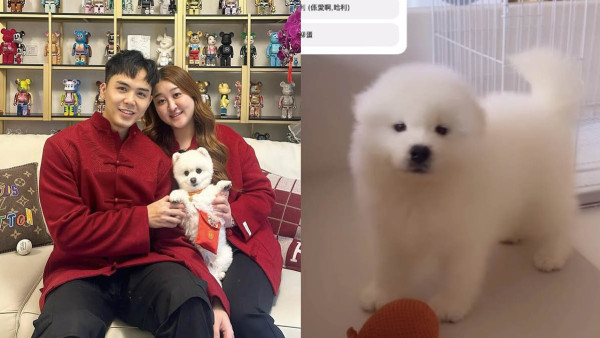 伍富橋家中8個寶貝帝皇級享受 再添新狗狗成員老婆公開投票改名