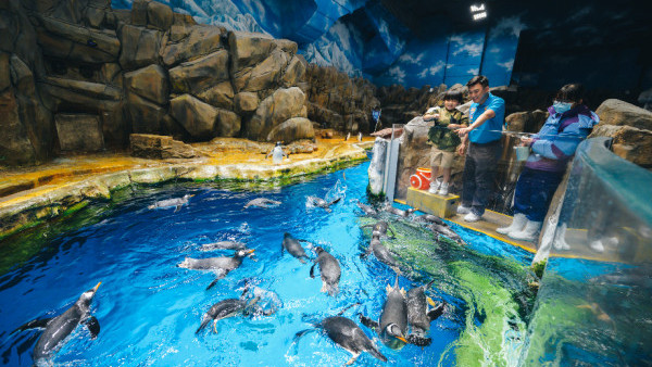 親子好去處｜海洋公園夏日歷險課程回歸！暑假期間與狐獴/企鵝近距離接觸