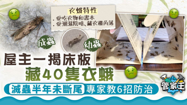 衣蛾入侵丨一揭床板吊40隻衣蛾 屋主滅蟲半年未斷尾 專家教6大防治方法