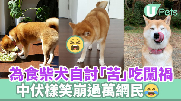 為食柴犬自討「苦」吃闖禍！中伏樣笑崩過萬網民