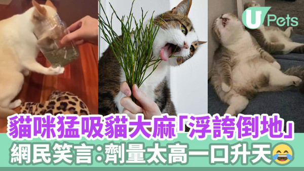 貓咪猛吸貓大麻「浮誇倒地」／網民笑言：劑量太高一口升天