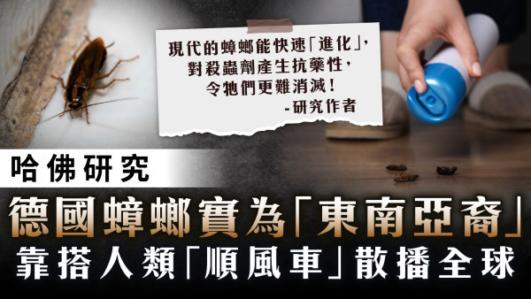 哈佛研究｜德國蟑螂實為「東南亞裔」　靠搭人類「順風車」散播全球