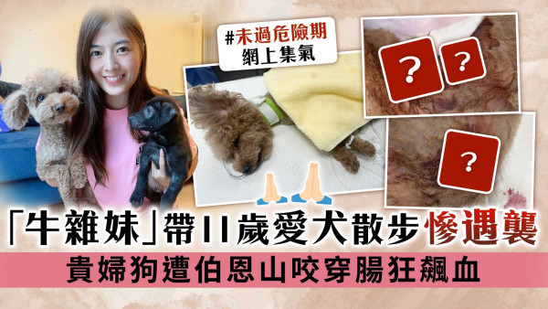 「牛雜妹」李亦喬帶11歲愛犬散步慘遇襲 貴婦狗遭伯恩山咬穿腸狂飆血