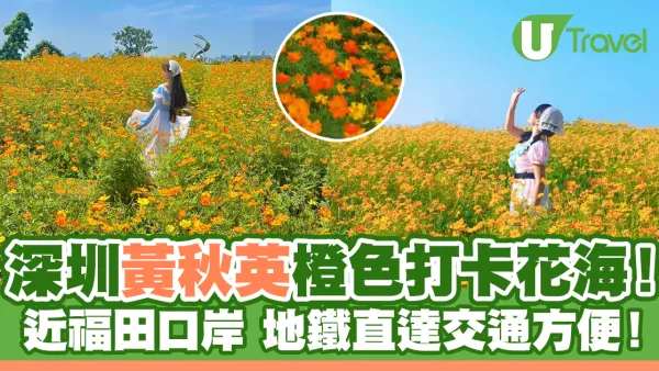 深圳壯觀黃秋英橙色花海！地鐵直達交通方便！