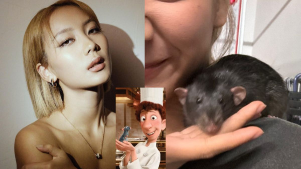 Marf心思思欲養「五星級大鼠」 外形似「坑渠老鼠」原來大不同？