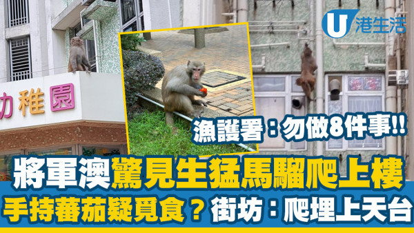 馬騮市區大模廝樣周圍走 曾爬上民居！街坊目擊搶途人麵包！漁護署：勿做8件事