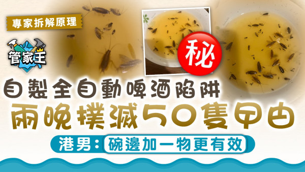 家居曱甴｜自製全自動啤酒陷阱 兩晚撲滅50隻曱甴 港男：碗邊加一物更有效